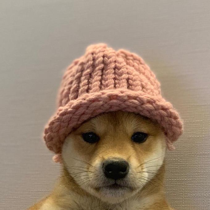dogwifhat Token Logo