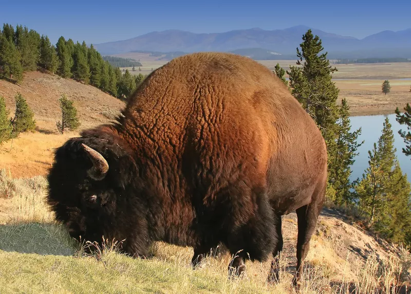 Wyoming Prepares to Launch State-Backed WYST Stablecoin in July