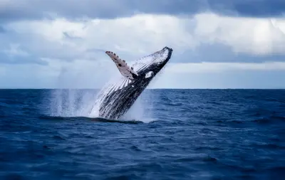 Bitcoin Stays Above $111k as Whales Dump 115,000 BTC in August
