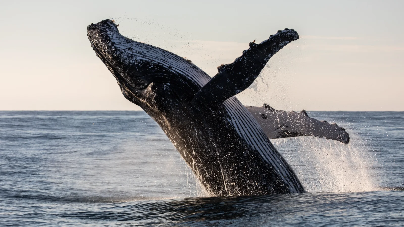 Whales Pile Into Bitcoin, Ethereum and XRP as Bear Market Nears Bottom: CryptoQuant Report