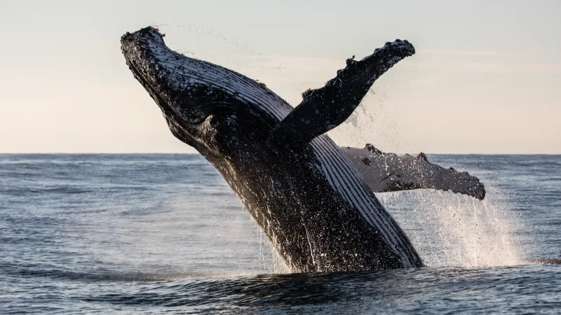 Whales Pile Into Bitcoin, Ethereum and XRP as Bear Market Nears Bottom: CryptoQuant Report