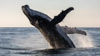 Whales Pile Into Bitcoin, Ethereum and XRP as Bear Market Nears Bottom: CryptoQuant Report